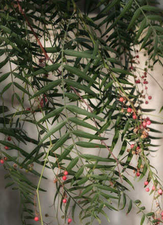 霸道渣总的白莲小娇妻小说