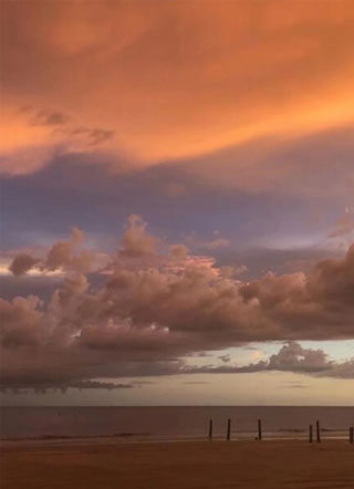 溺亡的无脚鸟小说