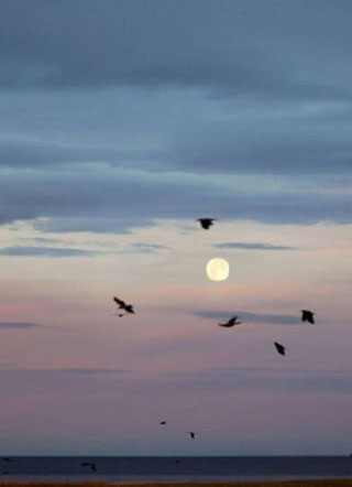 这个客官是个傻子小说