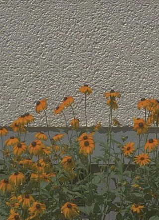 蜂蜜百香果小说