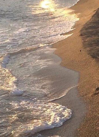 费大佬今天又不想官宣小说