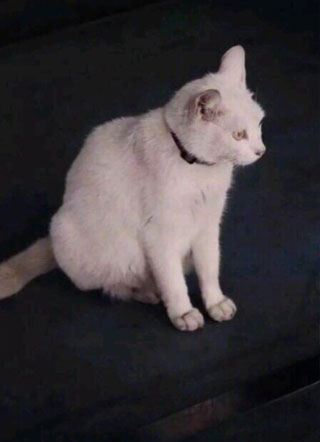 影帝的小奶狗舞王超甜小说小说