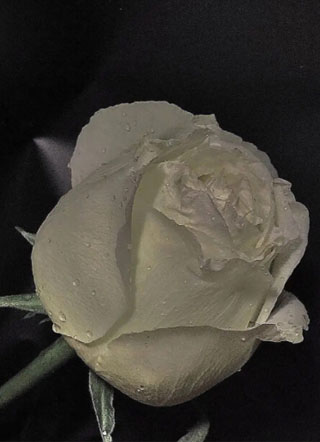 一见封心随俞小说