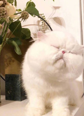 成为帝国总统的小甜心后小说