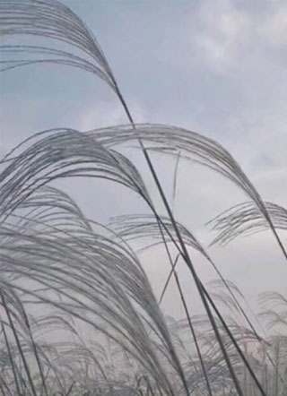 历莫寒陈轻bl小说