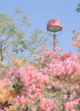 我和医生恩爱的日常小说