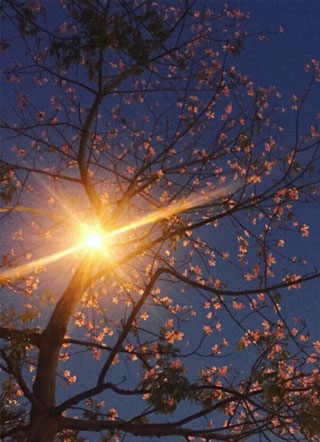 反派大佬靠我续命小说小说