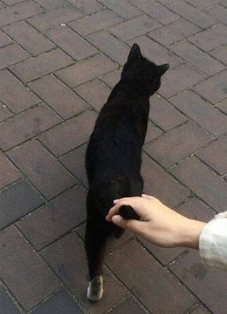 我死了他不知道小说小说