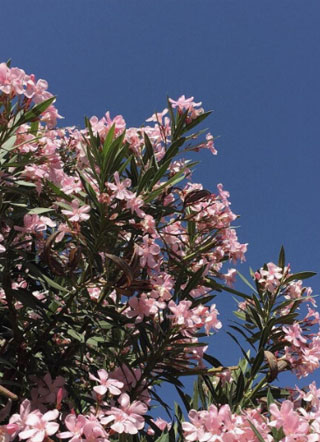 霸总的散养金丝雀小说小说