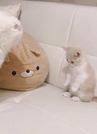 小说成了大佬的私人模特后小说