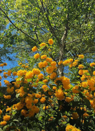 金主破产后我笑了~小说