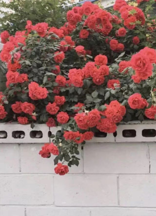 重生后我被忠犬攻渣了！小说