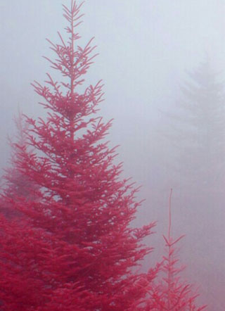 长官大人又王炸了~小说