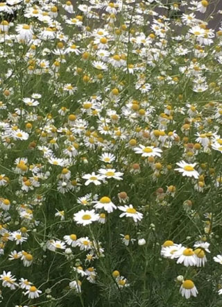 堂主家的小奶包可盐可甜沈言小说