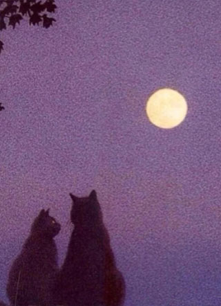 我替月光吻你小说