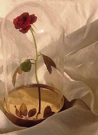 喜欢你，不分朝夕阅读小说