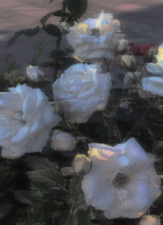 替身的职业操守二时小说