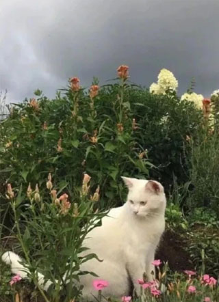 沈先生的卑微情人沈业小说