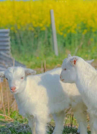 穿成霸道老攻的小娇妻言陌小说