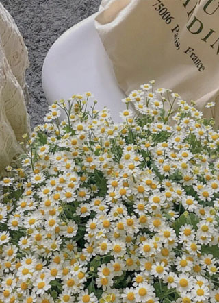 三室两厅儿by小说