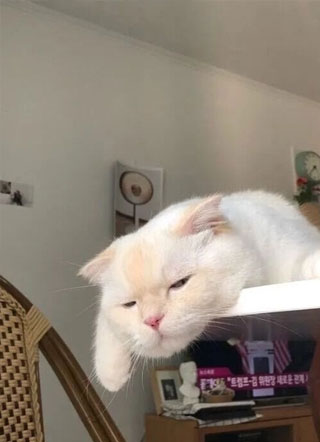 被迫和大佬针锋相对！小说