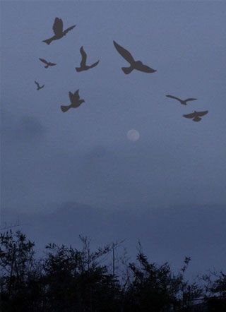 大佬的小奶狗超凶应楠承小说