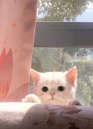 爱上替身by北一小说