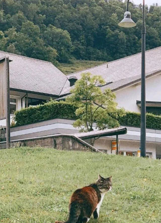 【星际】吸猫体质吸来了未婚夫小说