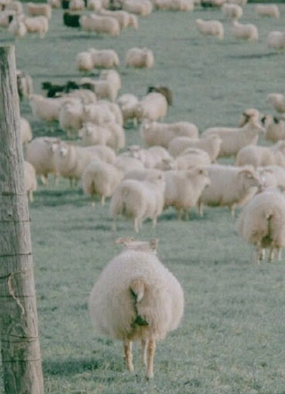 江火欲燃山by过年烤年糕小说