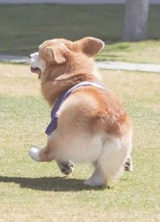 有基可乘安小说