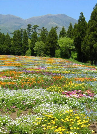 大佬每日都在招花惹草小说