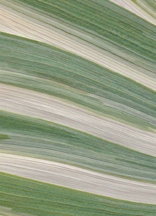 宿敌对他发来结婚邀请墨南弦小说