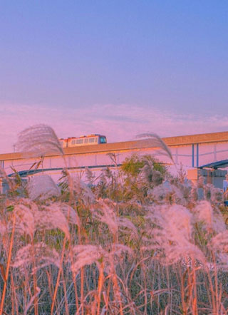 顾老狗和他的兔兔小妻子小说