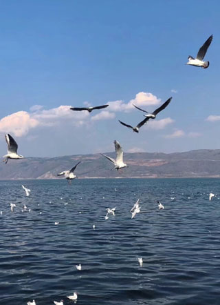 宋云筝傅凌修小说