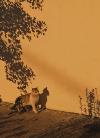 大神求你做个人夏京墨小说