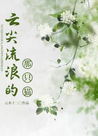 云尖流浪的那只猫小说