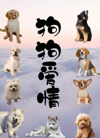 狗狗爱情湛野小说