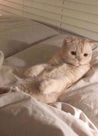 猫瘾不是病小说