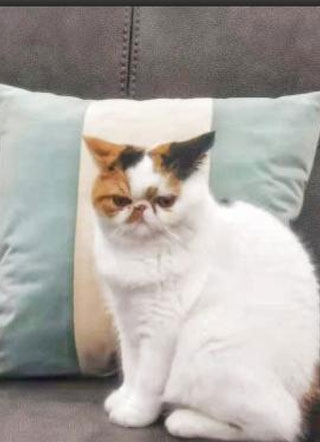 你的猫可能是弱智小说