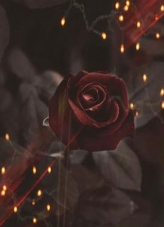 娱乐圈头号cp粉小说