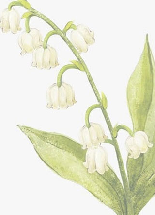 【ABO】校霸他抑制剂过敏小说