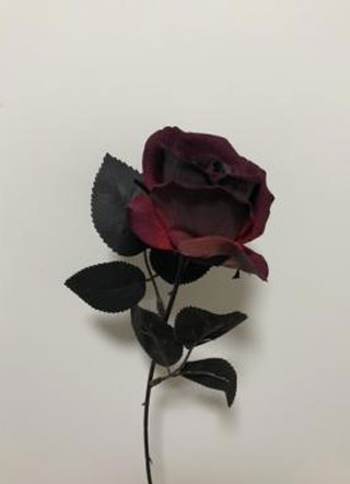 献给我的玫瑰小说