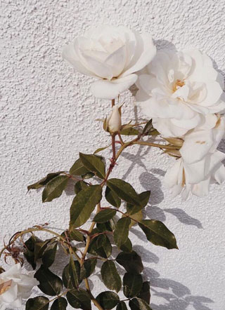 软甜小o在线联姻小说