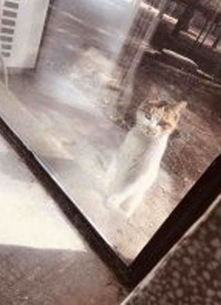 罗家的孩子们小说