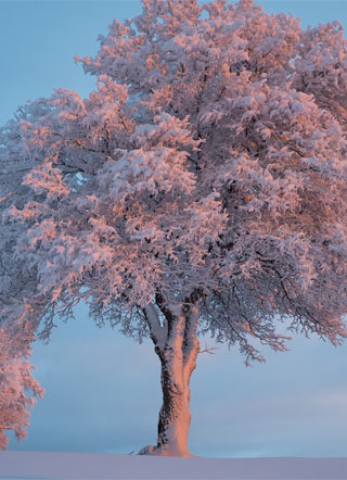 那我就不按剧情走了顾臻小说