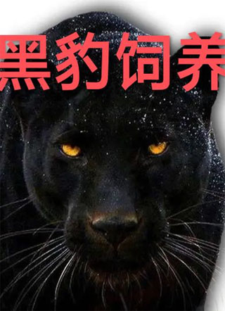 末世被黑豹饲养了小说