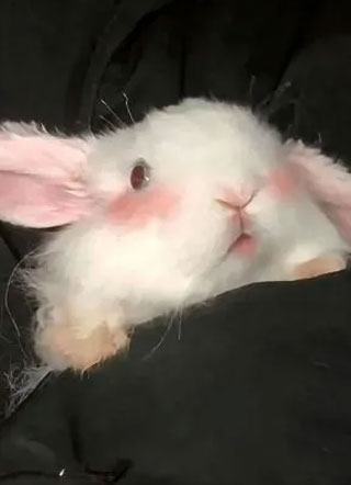 他的小尾巴小说