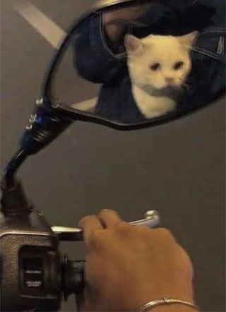 恭喜中标小说