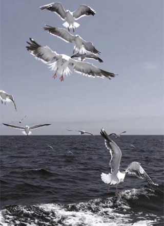 虫族我最大小说